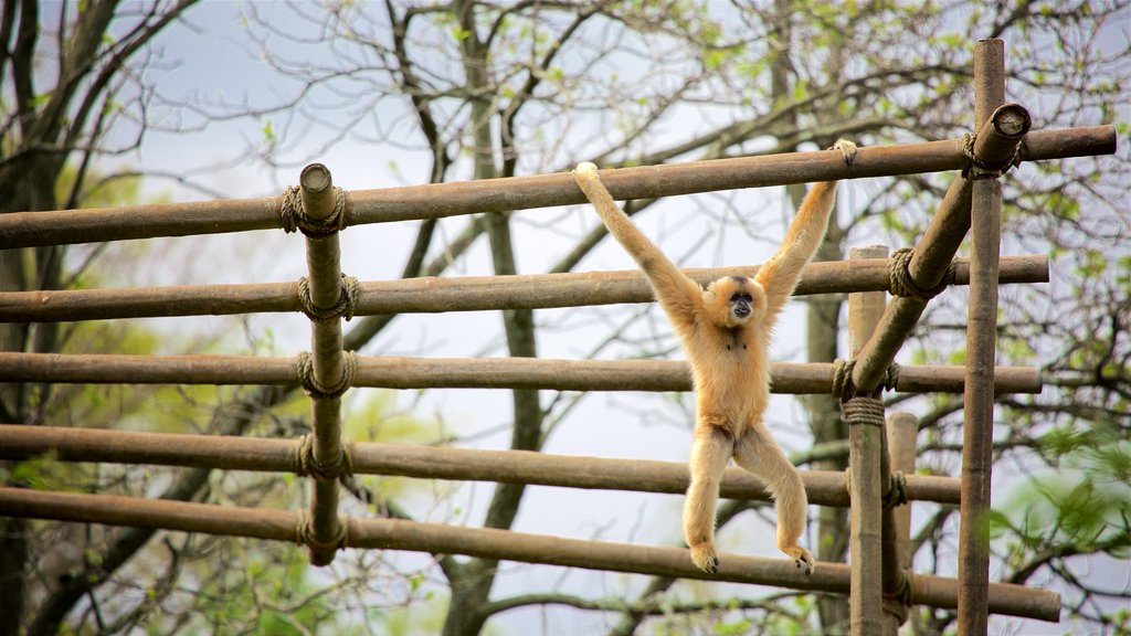 Cincinnati Zoo og Botanisk Have som viser dyr og dyr fra zoologisk have