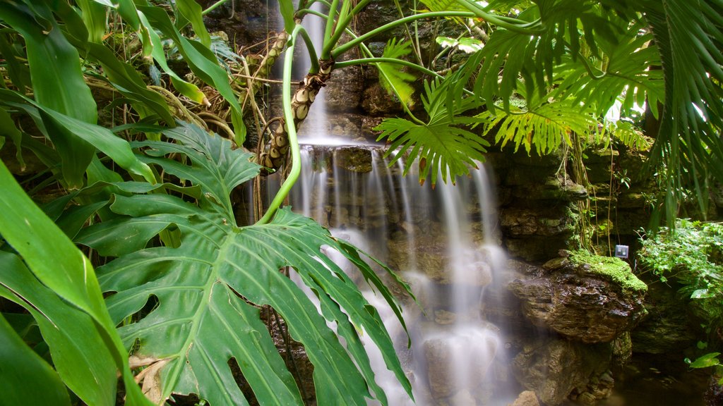 Krohn Conservatory som viser en kaskade