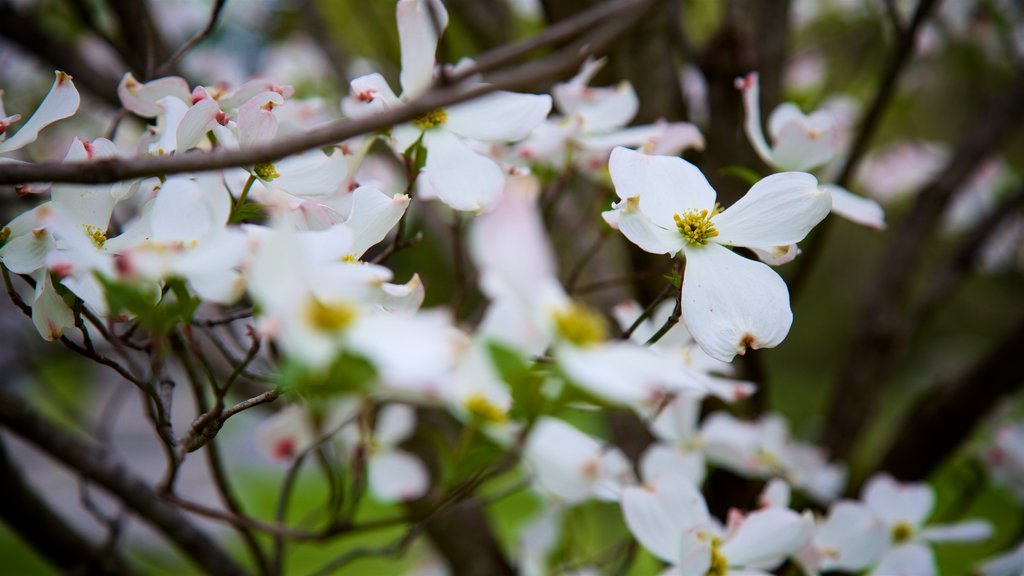 Spring Grove Cemetery som omfatter blomster