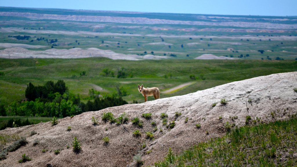 Badlands Nationalpark som omfatter udsigt over landskaber, fredfyldte omgivelser og dyr