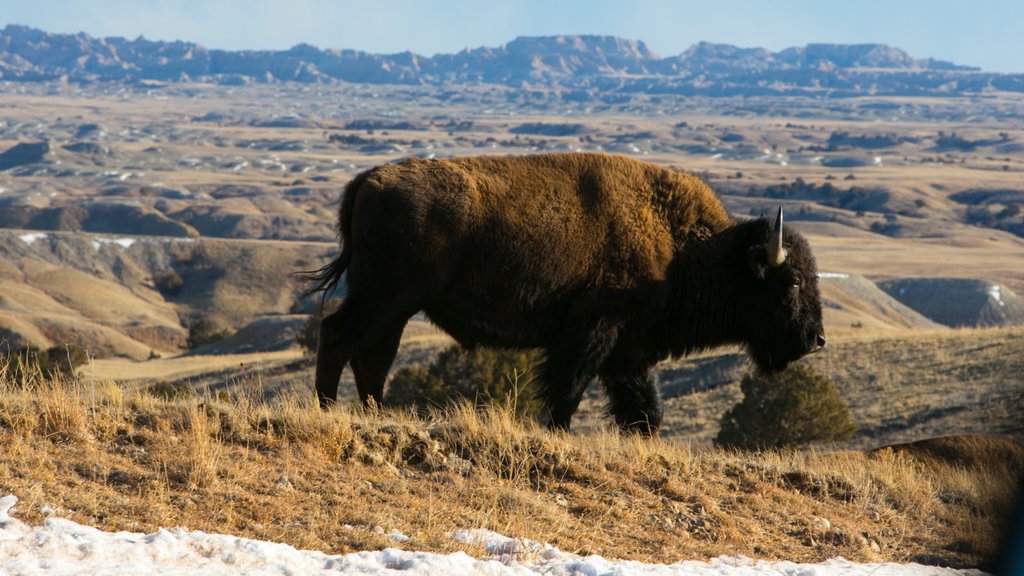 Badlands nasjonalpark fasiliteter samt landskap, landdyr og rolig landskap