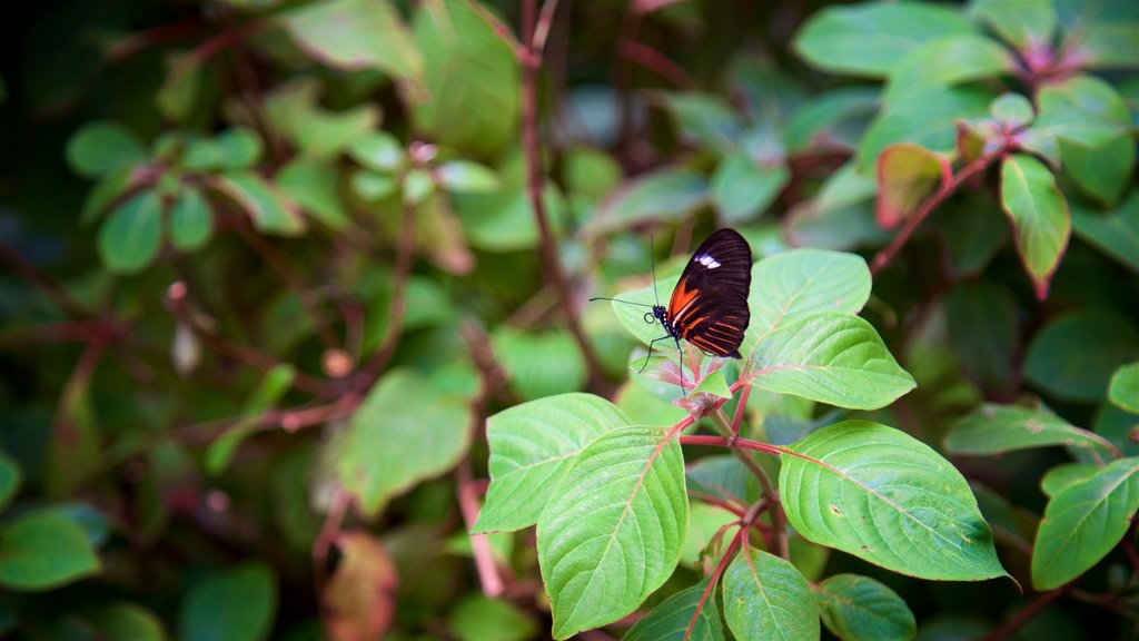 Krohn Conservatory caracterizando animais