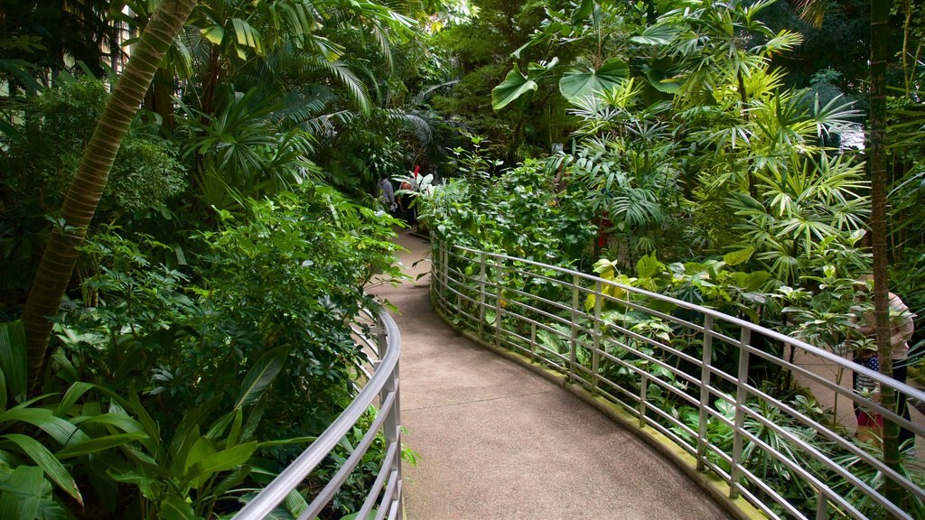 Krohn Conservatory showing a park