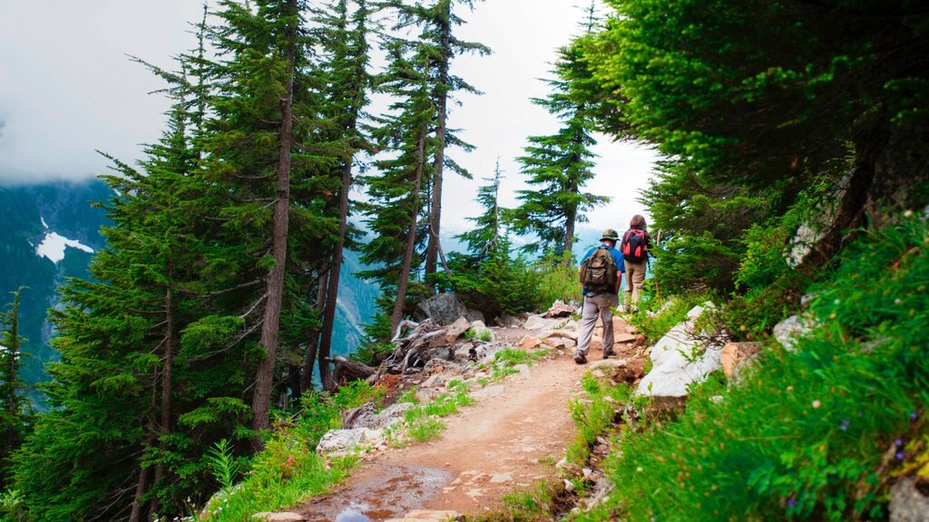 North Cascades National Park showing hiking or walking and tranquil scenes as well as a couple