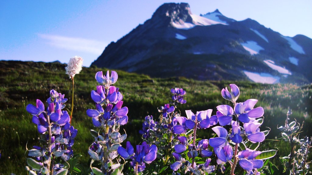 Parque Nacional North Cascades ofreciendo situaciones tranquilas, montañas y flores salvajes