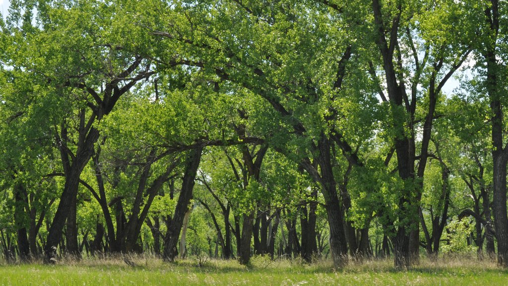 Parque Nacional Theodore Roosevelt que incluye situaciones tranquilas