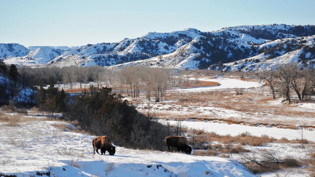 Parque Nacional de Theodore Roosevelt mostrando animais terrestres, paisagem e cenas tranquilas