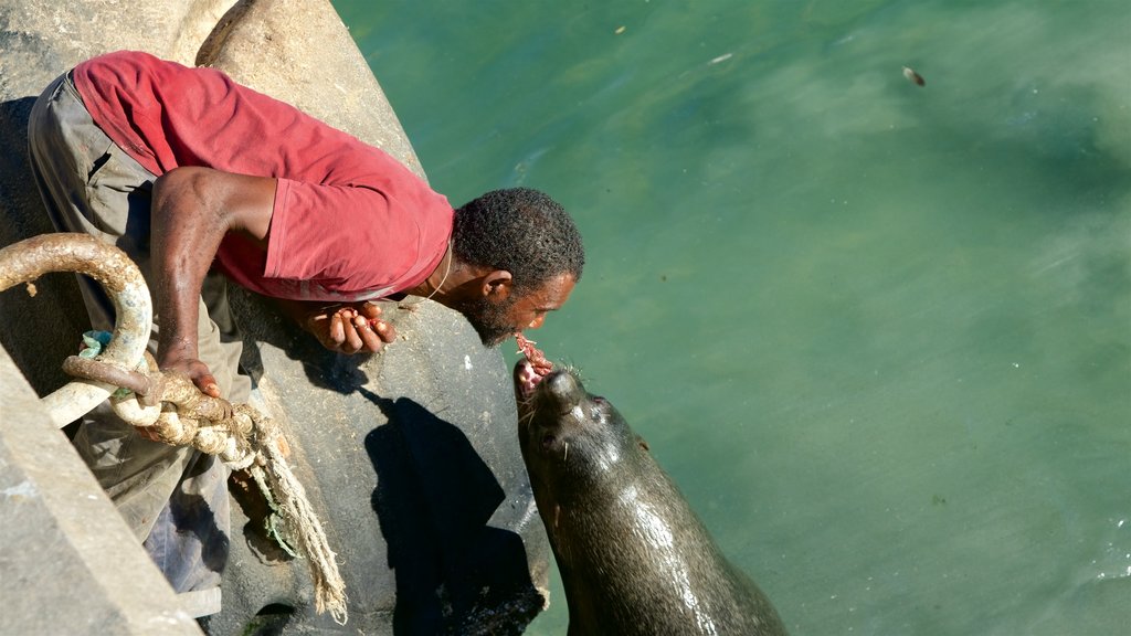 Hout Bay Beach mostrando animais fofos ou amigáveis assim como um homem sozinho