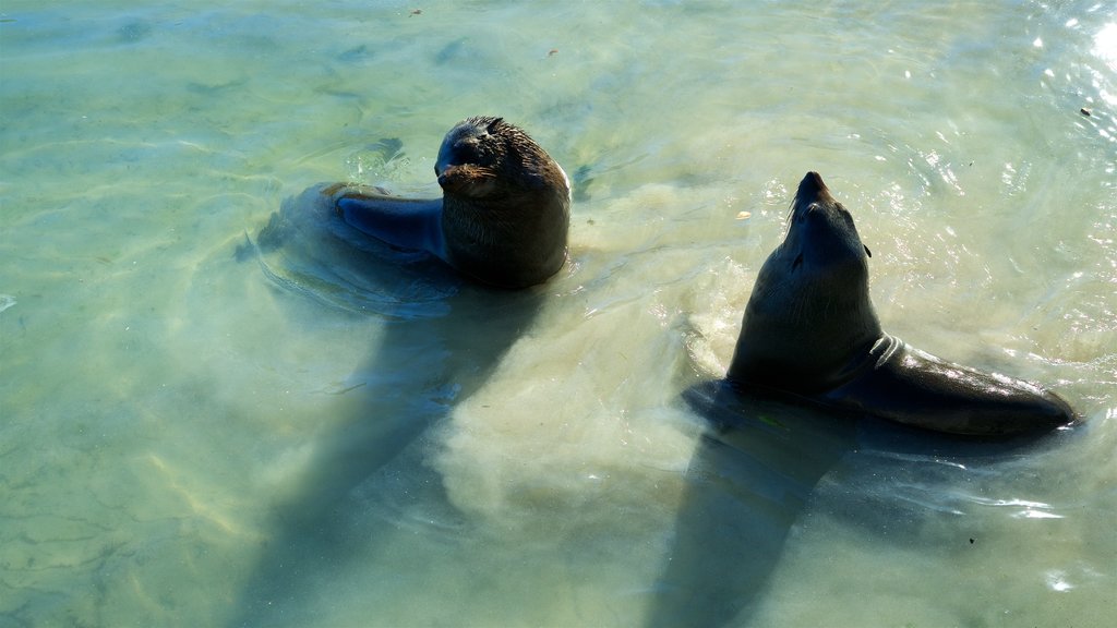 Playa Hout Bay mostrando animales tiernos