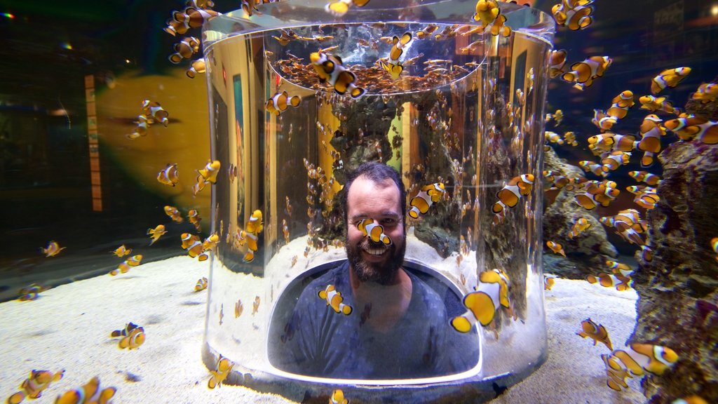 Two Oceans Aquarium ofreciendo vida marina y también un hombre