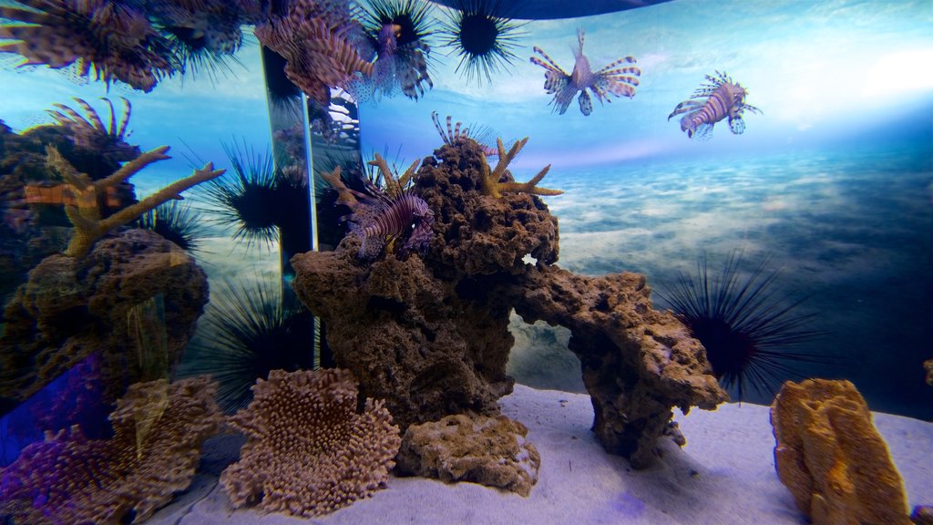 Two Oceans Aquarium mostrando vida marina