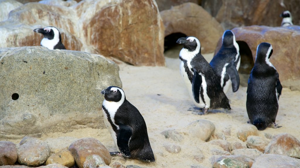 Two Oceans Aquarium mostrando animales tiernos, vida de las aves y vida marina