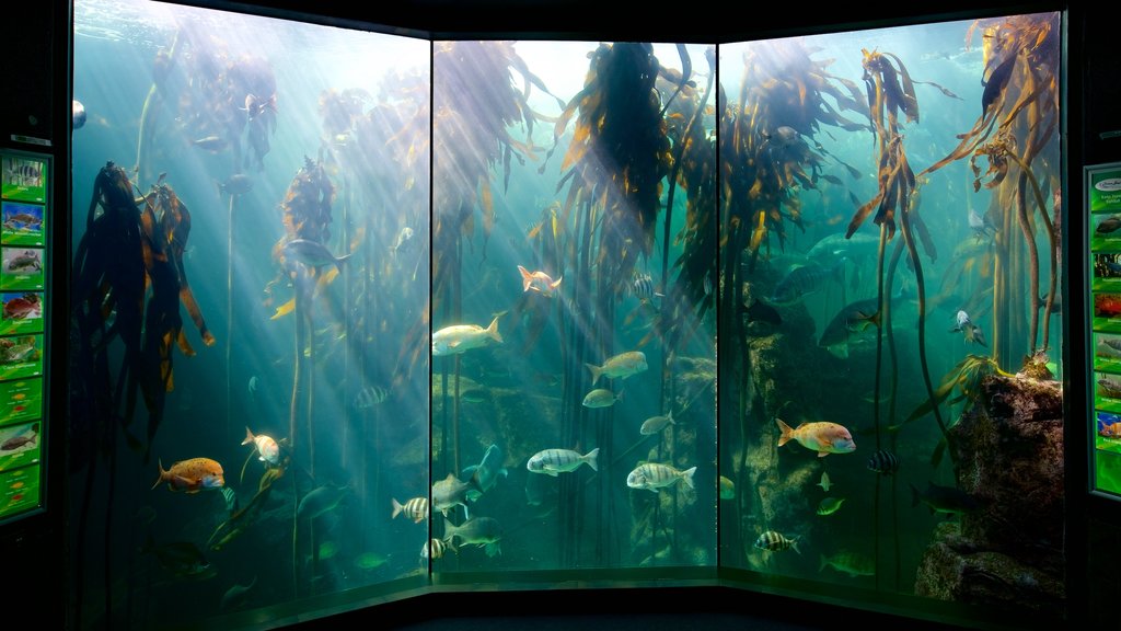 Two Oceans Aquarium which includes marine life