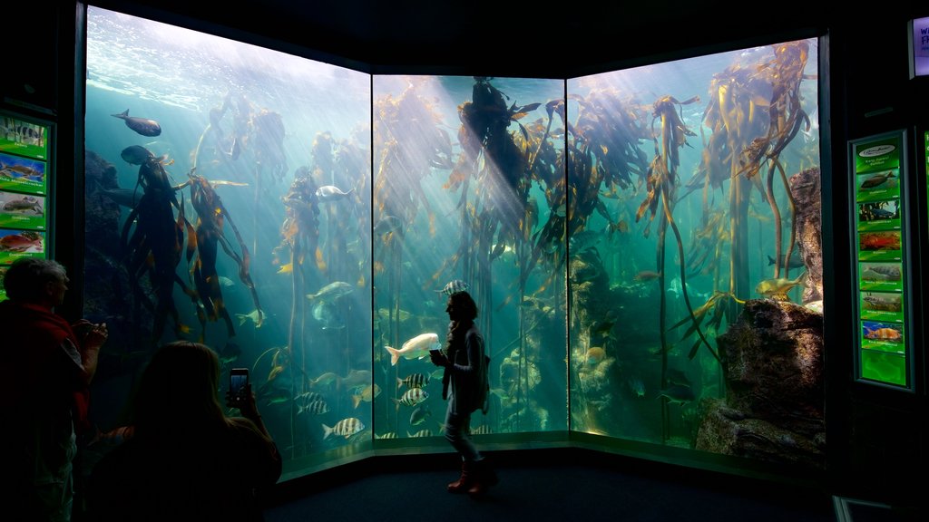 Two Oceans Aquarium showing marine life