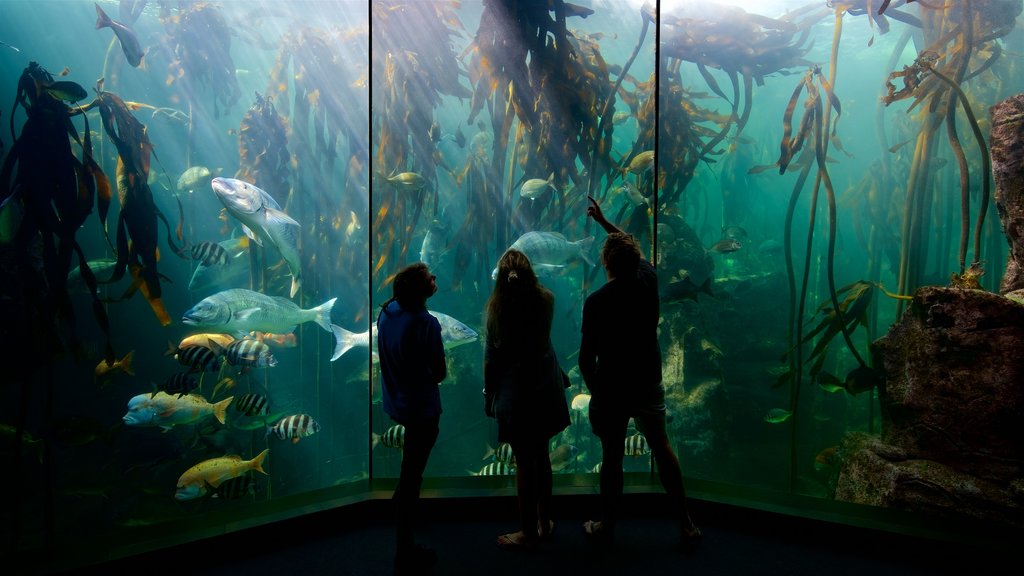 Two Oceans Aquarium showing marine life as well as a small group of people