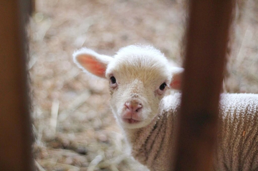Lamb.jpg?1587743353