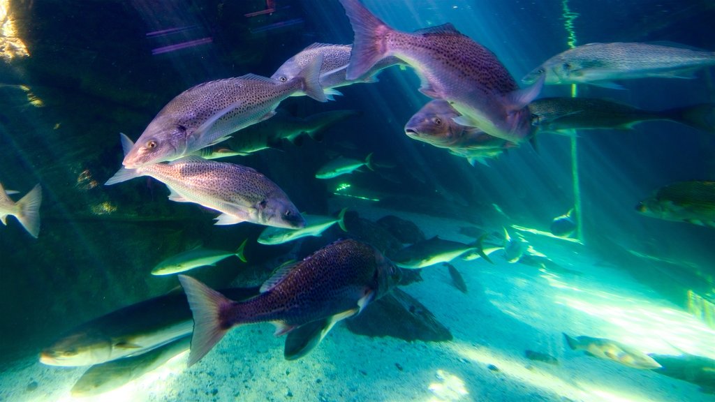 Two Oceans Aquarium showing marine life