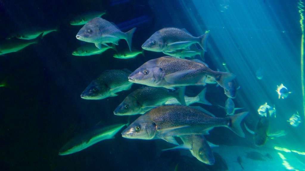 Two Oceans Aquarium que incluye vida marina