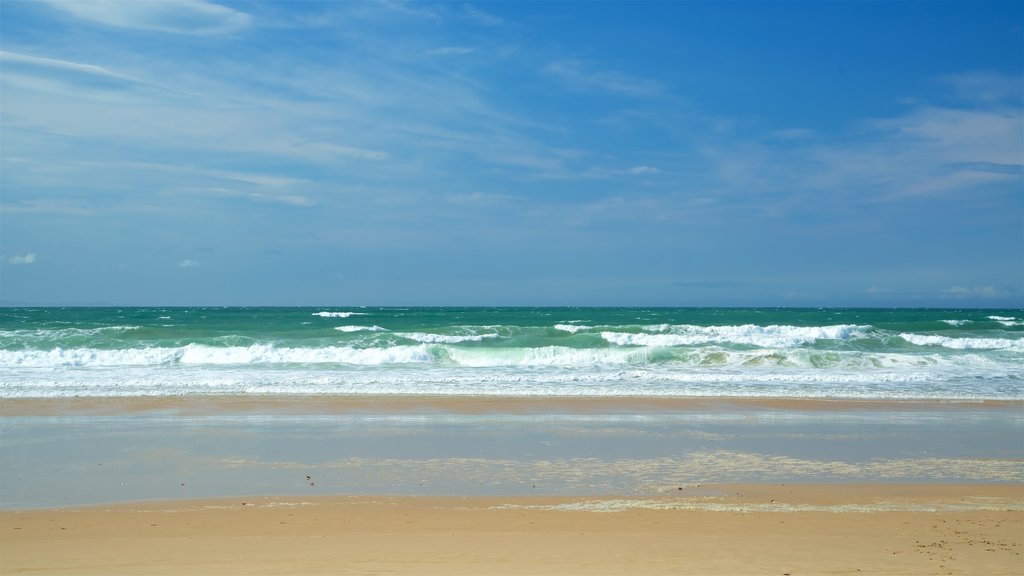 Jeffreys Bay Beach som viser udsigt over kystområde og en strand