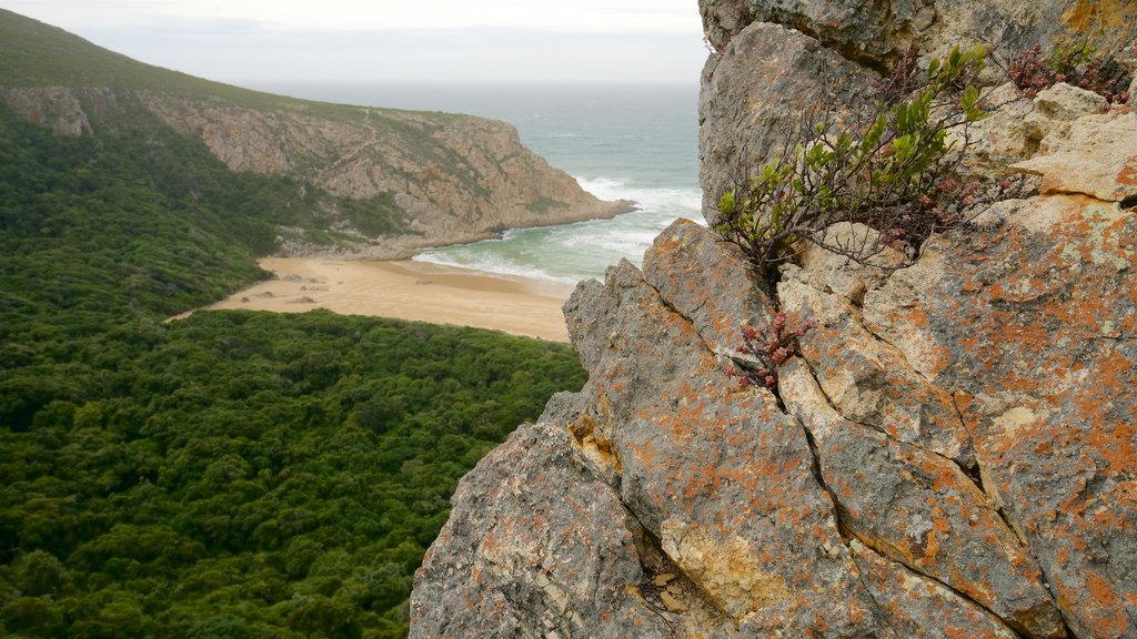 Natures Valley Beach which includes a beach, forest scenes and landscape views