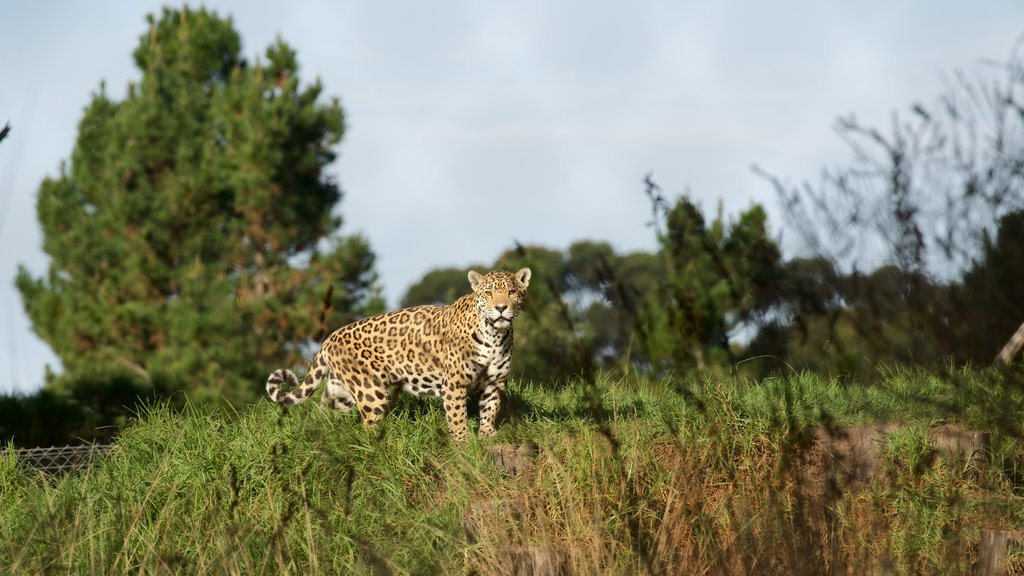 Parque de vida silvestre Jukani ofreciendo animales terrestres, animales del zoológico y animales peligrosos