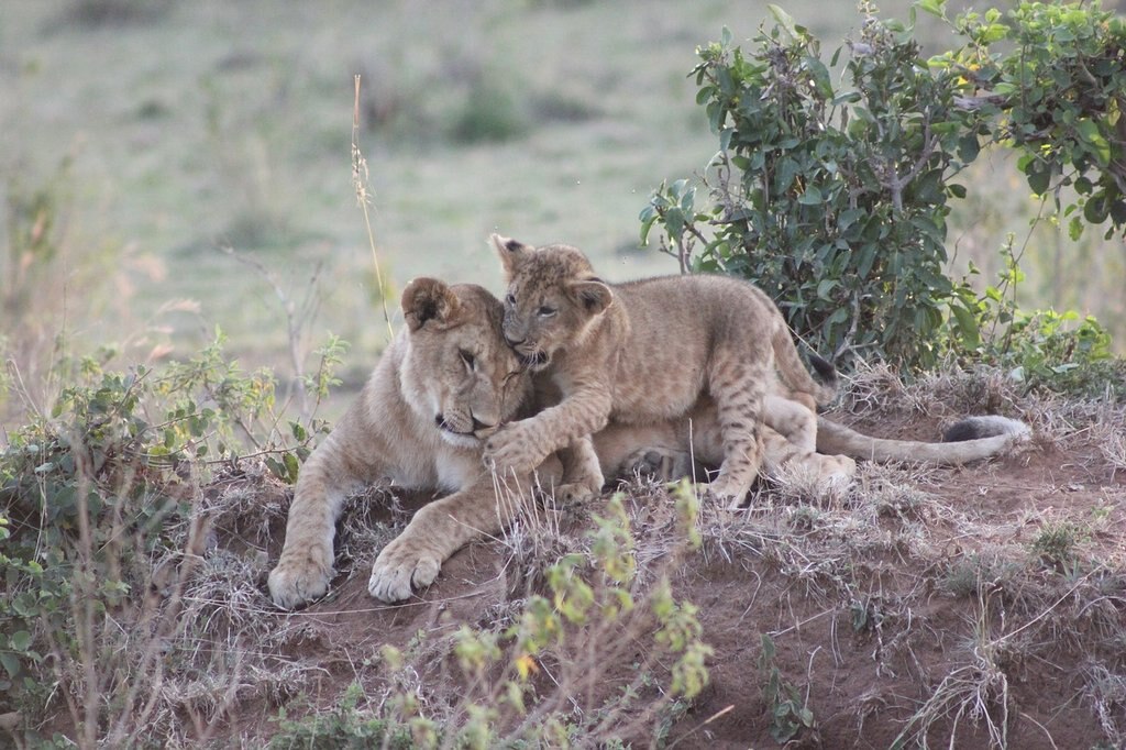 safari-2833280_1280.jpg?1575536329