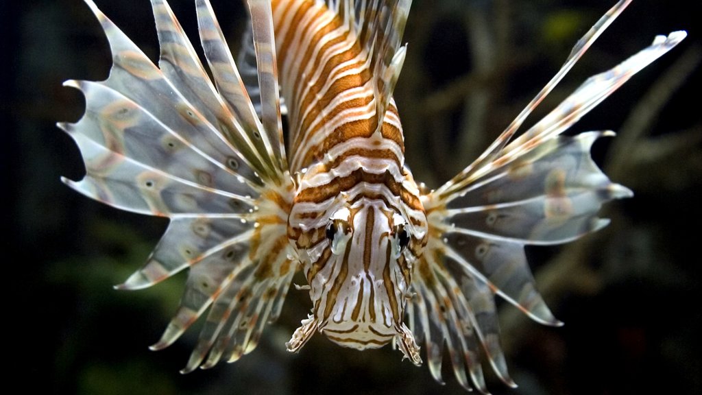 曼德拉灣鯊魚礁水族館 设有 海洋動物