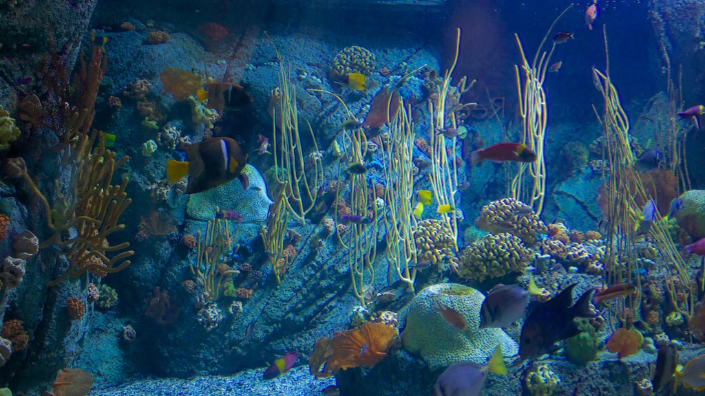 Aquarium of the Pacific showing marine life and colorful reefs