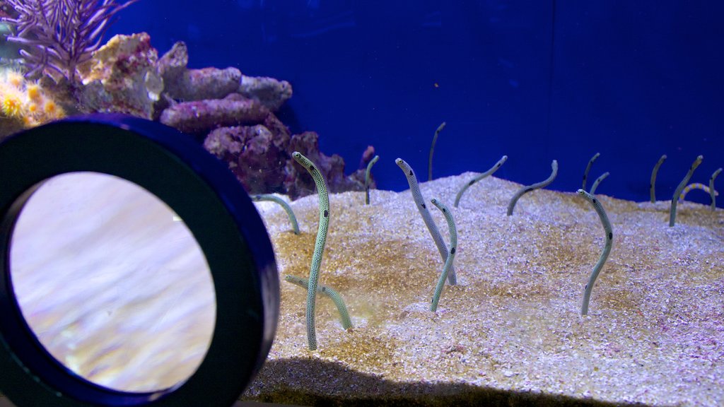 Aquarium of the Pacific featuring marine life and interior views