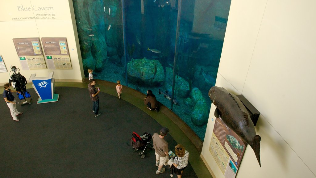 Aquarium of the Pacific showing marine life and interior views