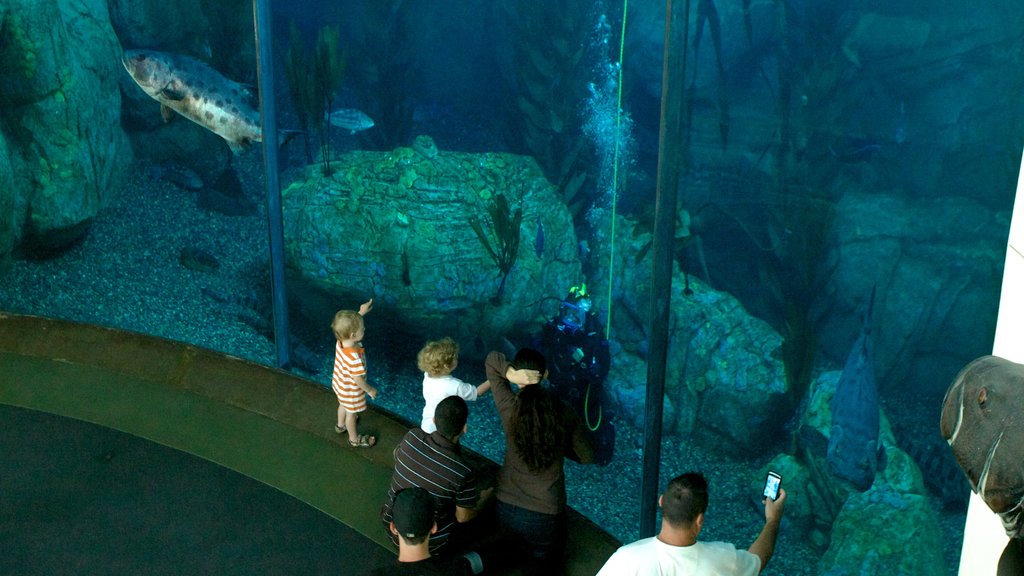 Aquarium of the Pacific showing interior views and marine life