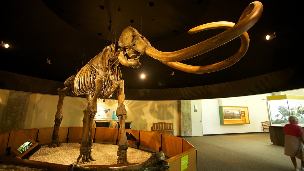 La Brea Tar Pits showing interior views