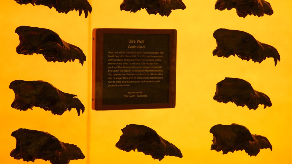 La Brea Tar Pits showing interior views