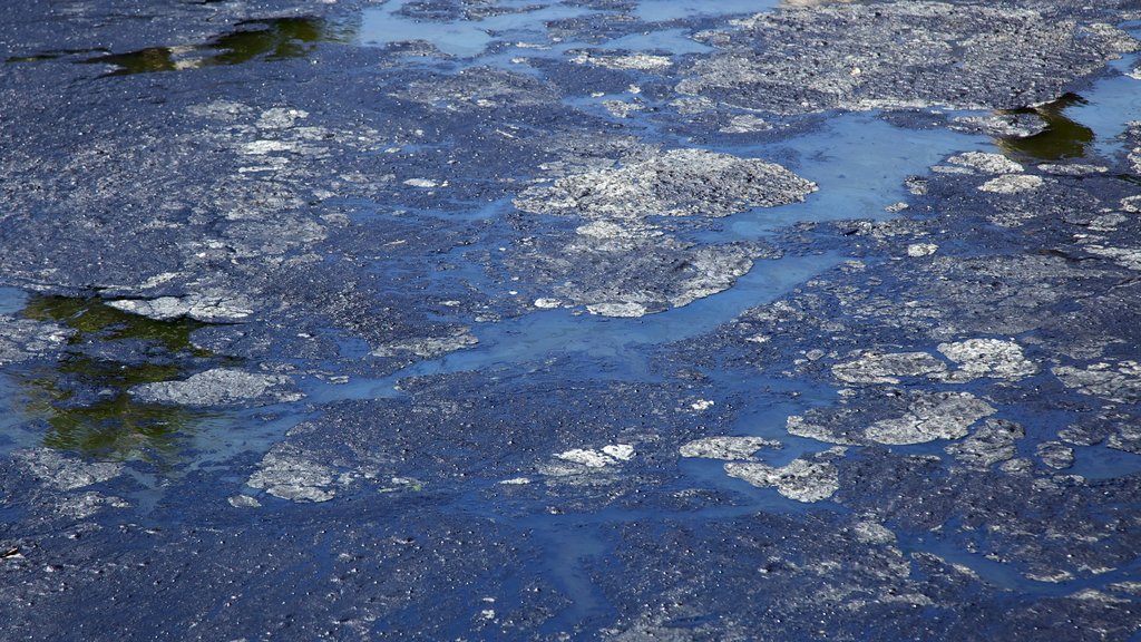 La Brea Tar Pits som omfatter en dam