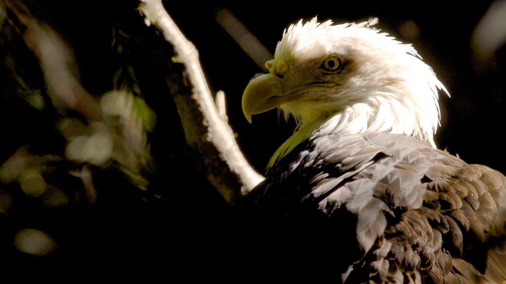 Oregon Zoo which includes zoo animals and bird life