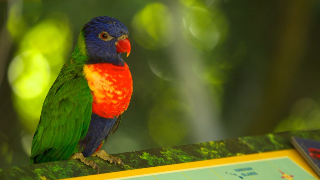 Oregon Zoo mostrando vida de las aves y animales del zoológico