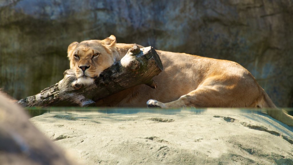 Zoo Oregon welches beinhaltet gefährliche Tiere und Zootiere