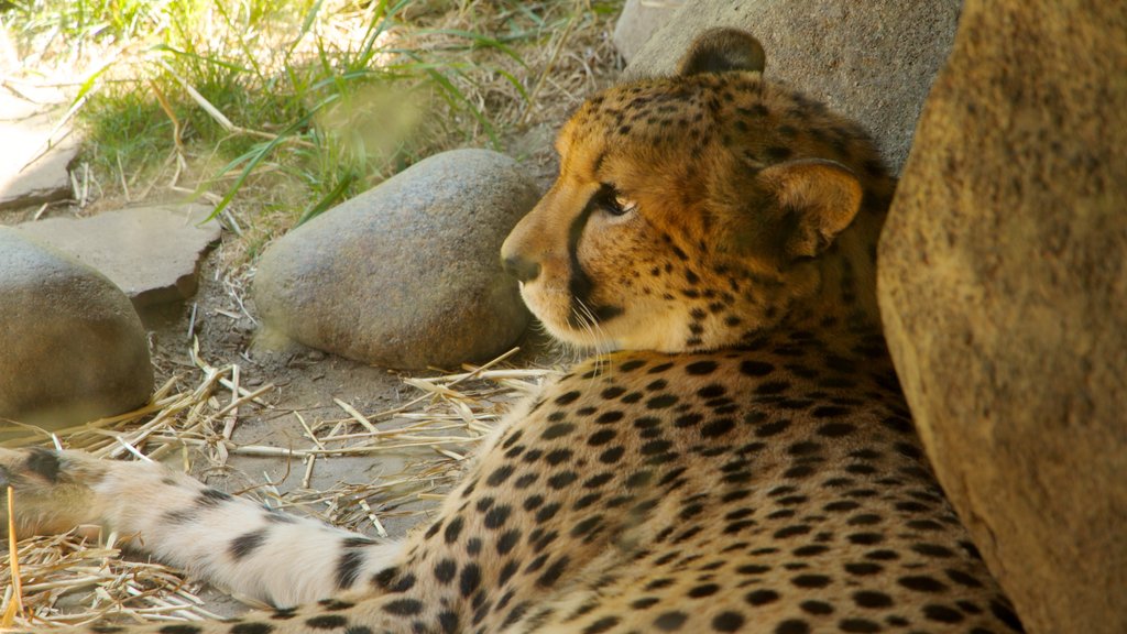 Oregon Zoo showing zoo animals and dangerous animals