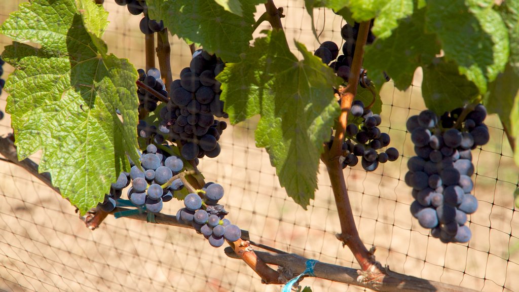 Cooper Mountain Vineyards featuring farmland