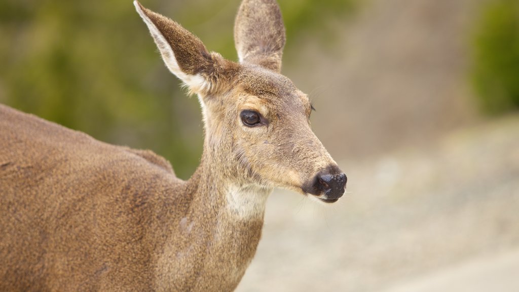 Olympic National Park caracterizando animais de zoológico e animais fofos ou amigáveis