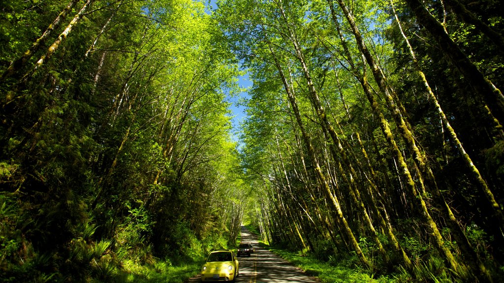 Olympic National Park showing forests and landscape views