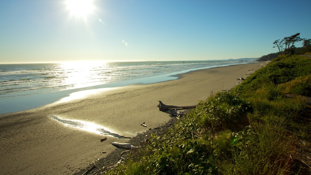 Olympic Nationalpark som omfatter udsigt over landskaber og en sandstrand