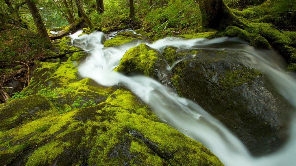 Parc national de Mount Rainier montrant paysages et une rivière ou un ruisseau