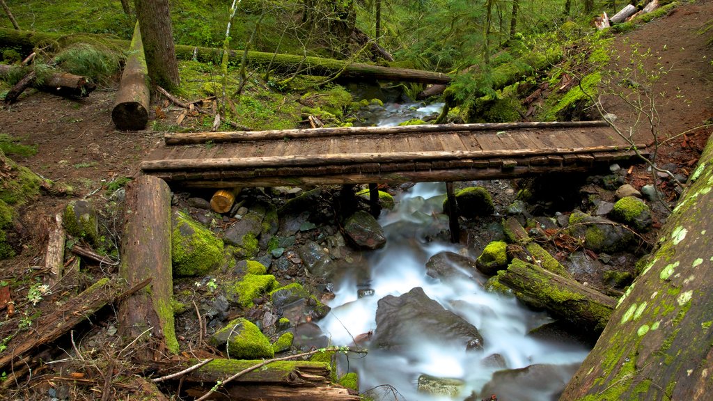 Mount Rainier National Park toont een brug, een rivier of beek en bossen