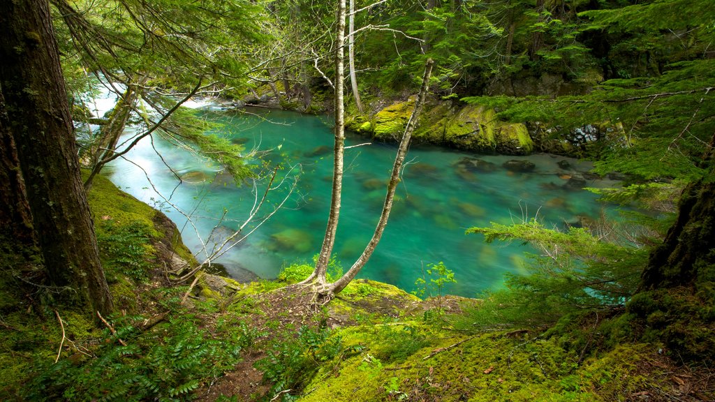 Mount Rainier National Park showing forests, landscape views and mountains