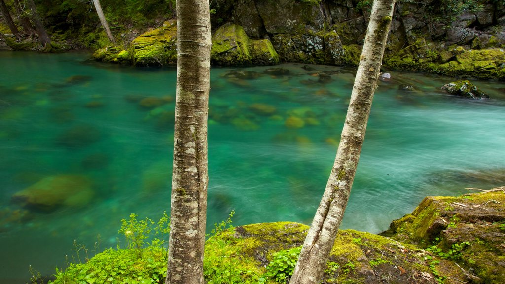 Parc national de Mount Rainier qui includes paysages