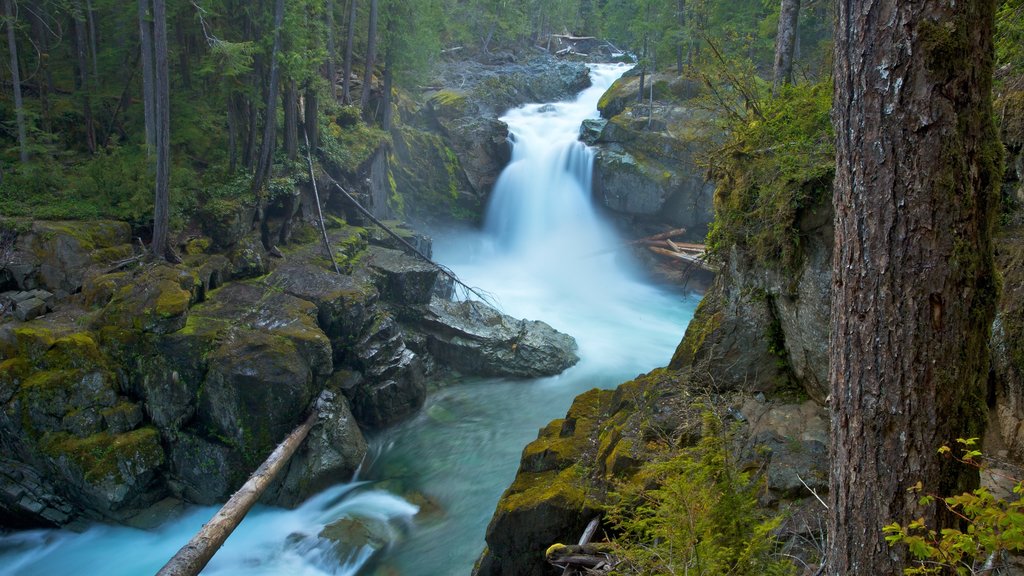 Mount Rainier National Park showing a river or creek and landscape views