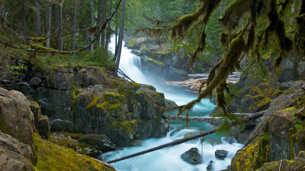 Mount Rainier National Park bevat landschappen, stroomversnellingen en een rivier of beek