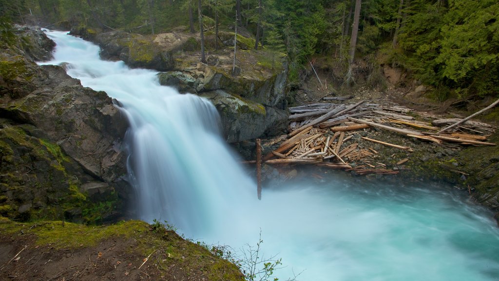 Parque Nacional del Monte Rainier que incluye una cascada, un río o arroyo y vista panorámica