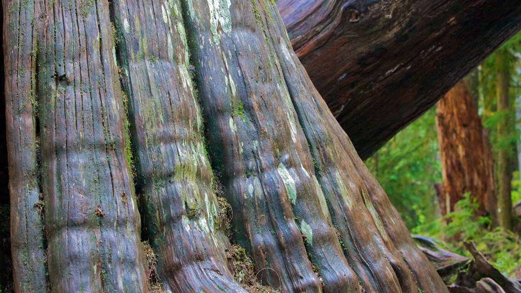 Parque Nacional del Monte Rainier mostrando bosques